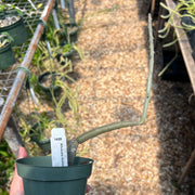 Alluaudia dumosa
