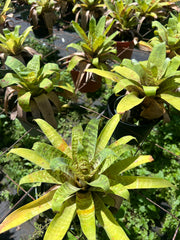 Goudaea ospinae var. gruberi