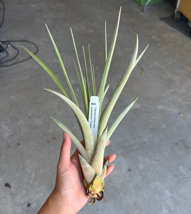 Tillandsia 'Chandelier'