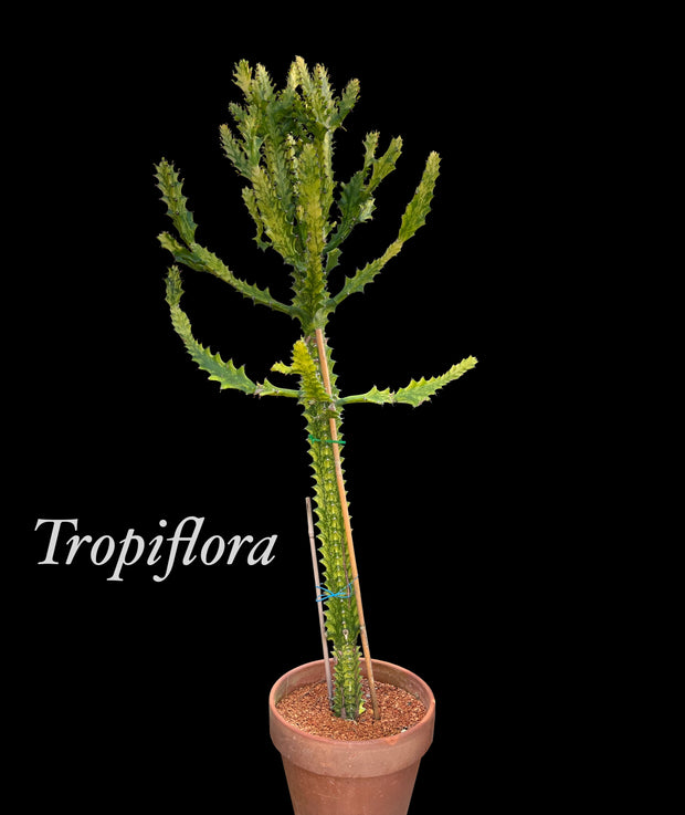 Euphorbia trigona variegated