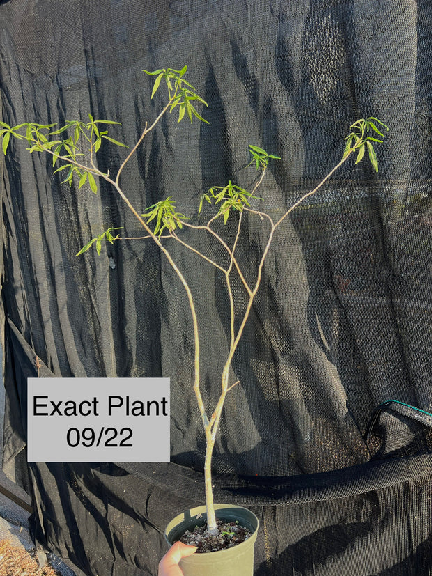 Adansonia rubrostipa