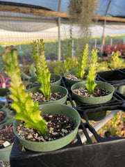 Euphorbia trigona variegated