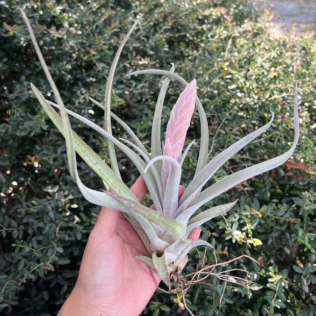Tillandsia chiapensis