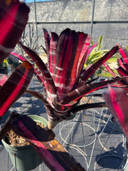 Aechmea 'Roberto Menescal'