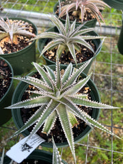 Dyckia 'Snaggletooth'