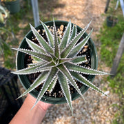 Dyckia 'Snaggletooth'