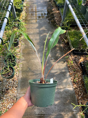 Pitcairnia 'Odd Fellow'