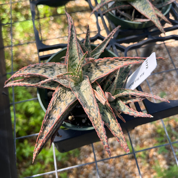 Aloe 'Pink Blush'