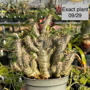 Pachypodium densiflorum