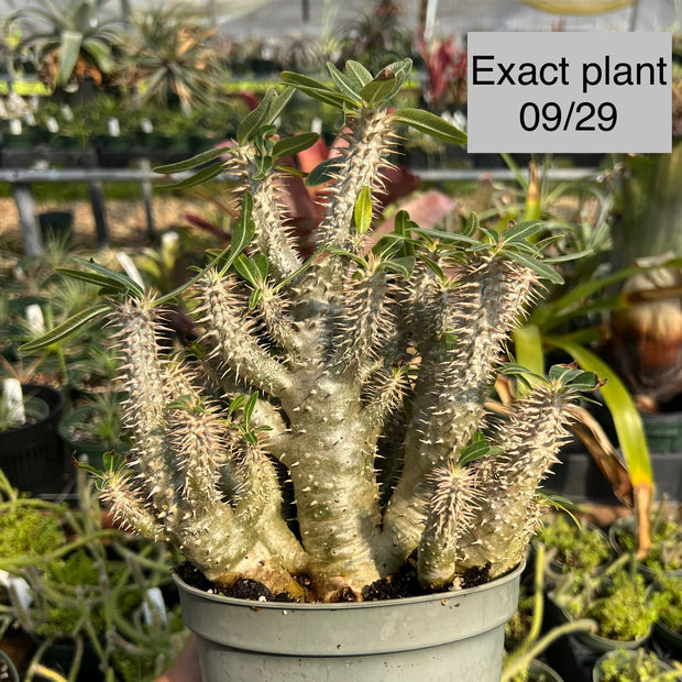 Pachypodium densiflorum