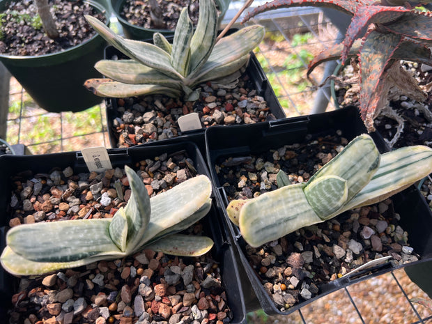Gasteria species variegated