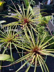 Wallisia cyanea variegated