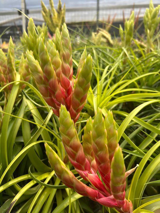 Tillandsia kegeliana x rothii