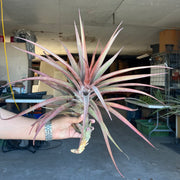 Tillandsia novakii