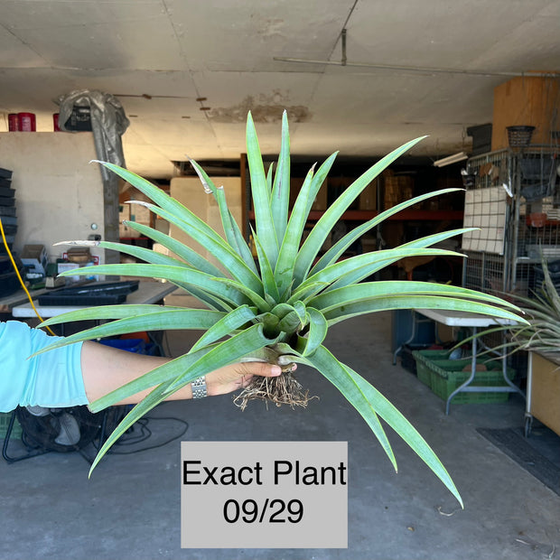 Tillandsia mima