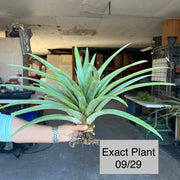 Tillandsia mima