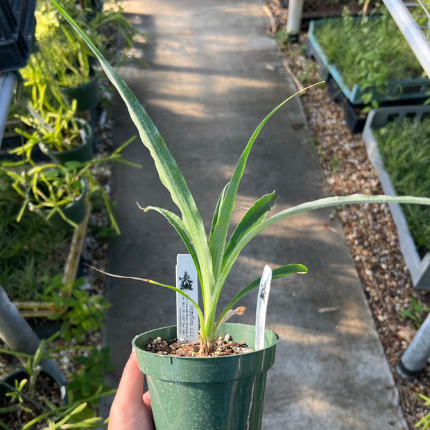 Pitcairnia xanthocalyx