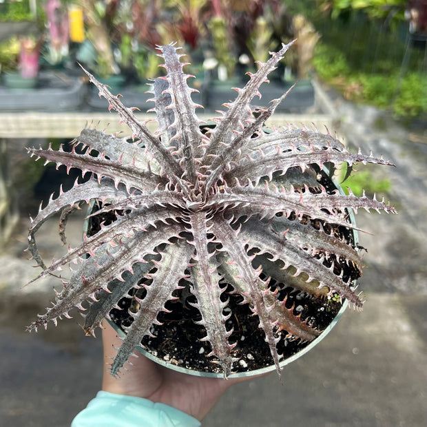 Dyckia 'Medium Rare' (dawsonii x marnier-lapostollei 'Pink Spines')