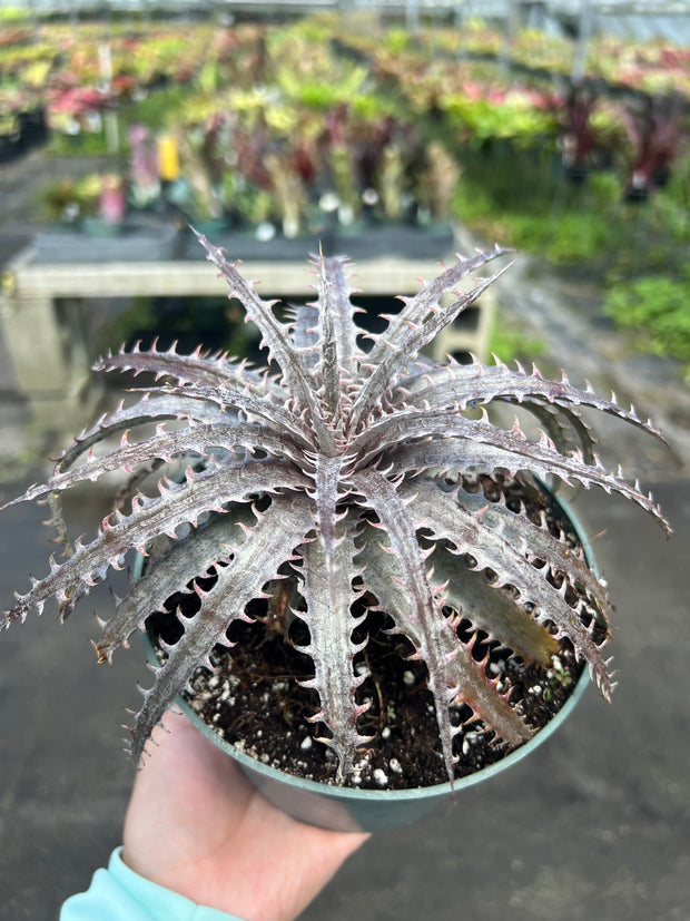 Dyckia 'Medium Rare' (dawsonii x marnier-lapostollei 'Pink Spines')