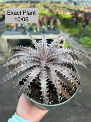 Dyckia 'Medium Rare' (dawsonii x marnier-lapostollei 'Pink Spines')