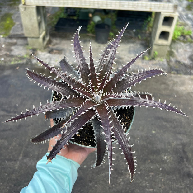 Dyckia 'Chocolate Eclair' ('Natalie' x goehringii)