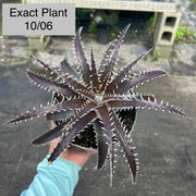 Dyckia 'Chocolate Eclair' ('Natalie' x goehringii)
