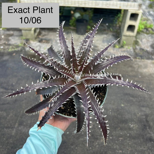 Dyckia 'Chocolate Eclair' ('Natalie' x goehringii)