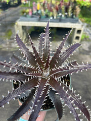 Dyckia 'Chocolate Eclair' ('Natalie' x goehringii)