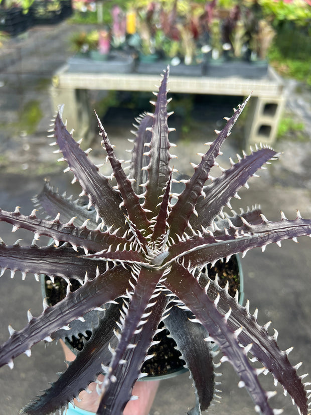 Dyckia 'Chocolate Eclair' ('Natalie' x goehringii)