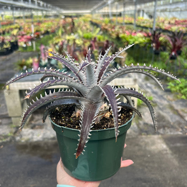 Dyckia 'Chocolate Eclair' ('Natalie' x goehringii)