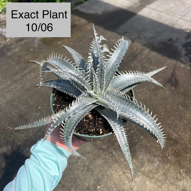 Dyckia 'Eyelash'