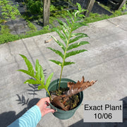Drynaria quercifolia variegated