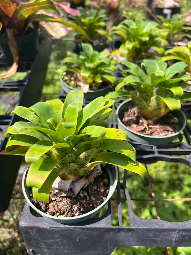 Vriesea racinae