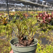 Vriesea poenulata