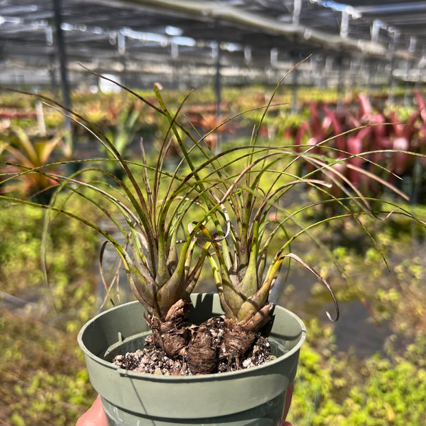 Vriesea poenulata