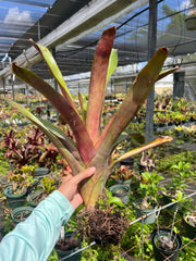 Aechmea tessmannii 'Rubra'