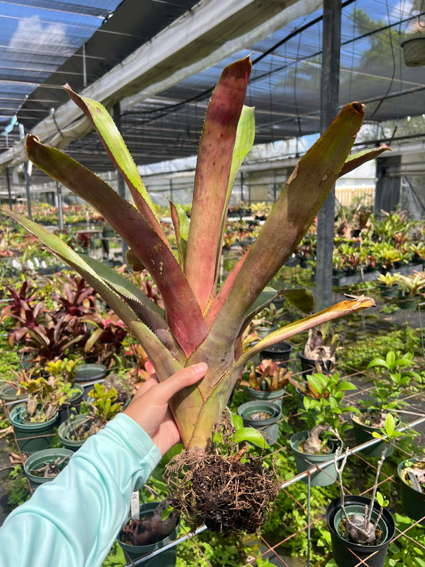 Aechmea tessmannii 'Rubra'