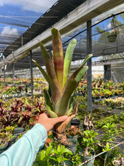 Aechmea tessmannii 'Rubra'