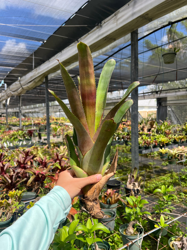 Aechmea tessmannii 'Rubra'