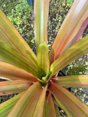 Aechmea 'Sudi'
