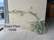 Tillandsia duratii v. saxatilis