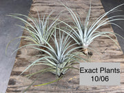 Tillandsia mima v. chiletensis