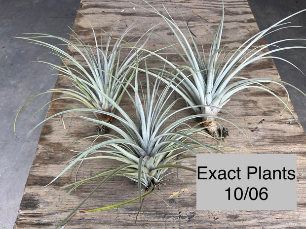 Tillandsia mima v. chiletensis