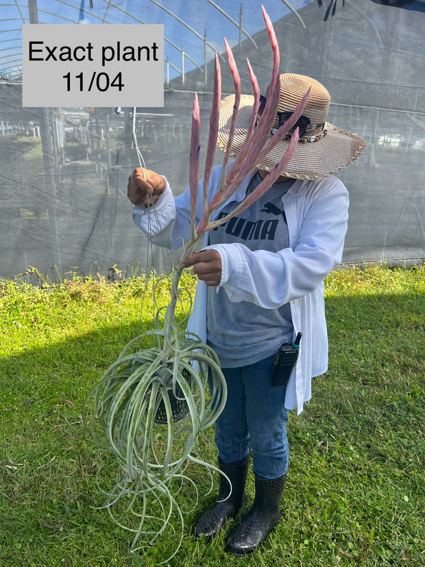 Tillandsia 'Pink Lemonade'