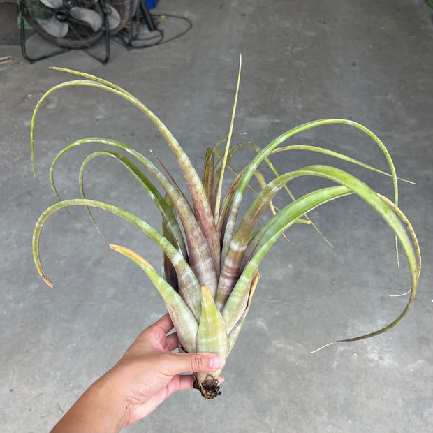 Tillandsia flexuosa 'Giant Form'