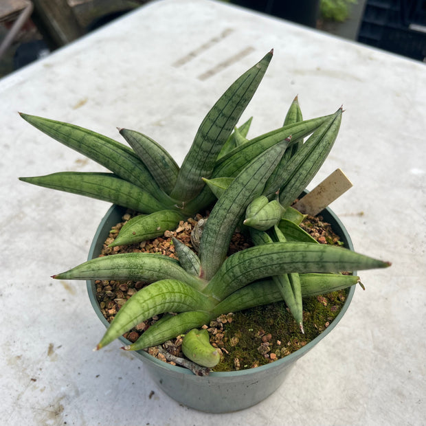 Sansevieria 'Boncel x pearsonii