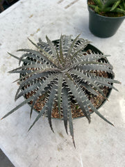 Dyckia delicata hybrid