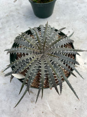 Dyckia delicata hybrid