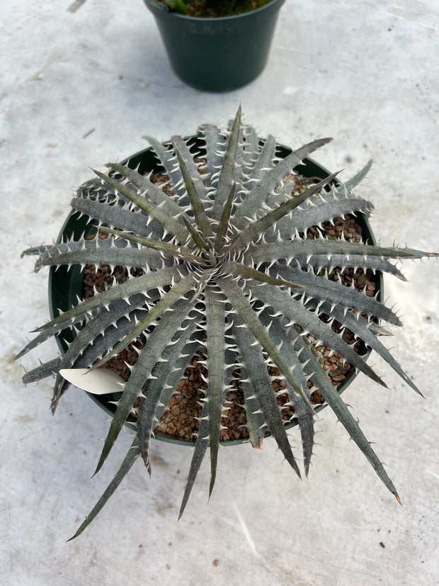 Dyckia delicata hybrid