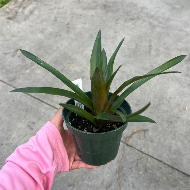 x Anagelia 'Crown Jewel'